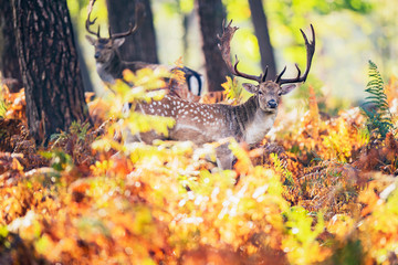 Fallow deer buck (dama dama) between ferns in autumn forest.