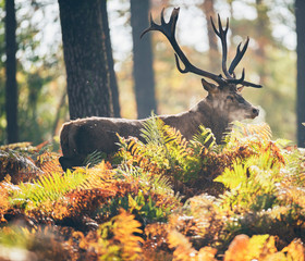 Fototapeta premium Red deer stag in ferns in autumn forest.