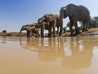 Fototapeta na wymiar African Elephants drink at river