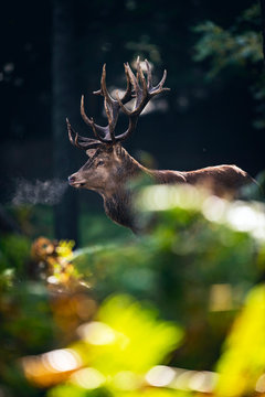 Fototapeta Red deer stag (cervus elaphus) in moisty autumn forest.