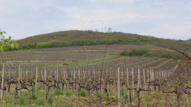 Vineyard - tower on the hill in the background