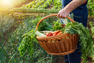 Farmer holding basket with vegetables