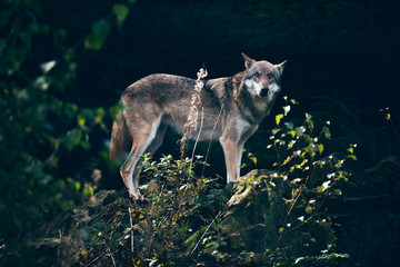 Gray wolf (Canis lupus) standing on rock in dark forest.