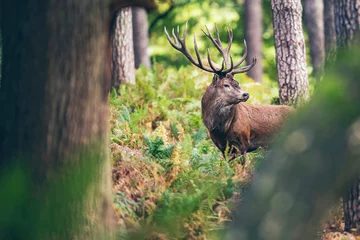  Edelhert hert tussen varens in herfst bos. © ysbrandcosijn