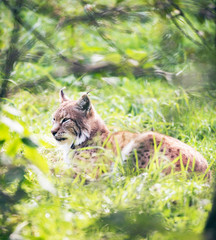 Eurasian lynx (lynx lynx) lying in grass backlit by sunlight.