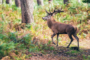 Red deer stag with ferns in antlers crossing path in fall forest.