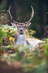 Naklejka na ściany i meble Headshot of fallow deer buck (dama dama) between ferns in autumn forest.
