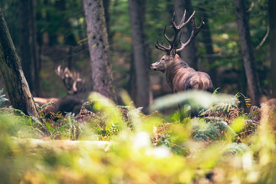 Red deer stag between ferns in autumn forest.