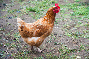 Free range chickens roam the yard