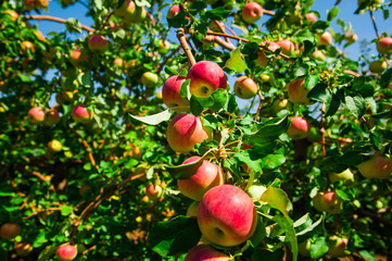 Apples grows on a branch among the green foliage © SGr