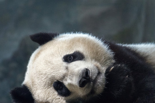 Giant Panda Newborn Baby Portrait Close Up While Sleeping