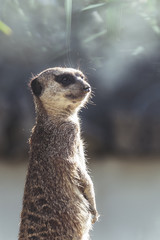 Fototapeta premium Suricate