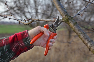 Agriculture, pruning in orchard