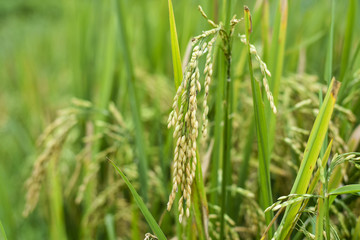 Paddy green rice field 