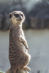 Suricate en position de guet