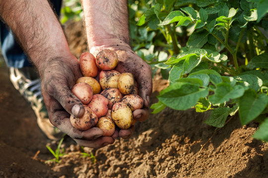 Raw potato in hands of gardener