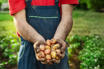 Fresh potato in hands of gardener