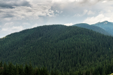 Naklejka na ściany i meble Evergreen forests covering the Carpathian mountains