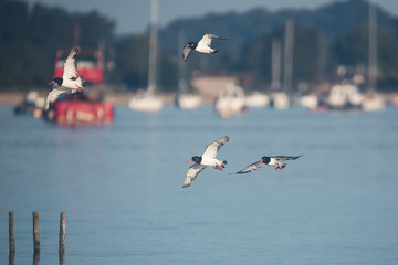 Eurasian Oystercatcher, Haematopus ostralegus