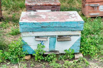 Beehive - the house of bees in the bosom of nature. Work beekeeper. Healing product of beekeeping....