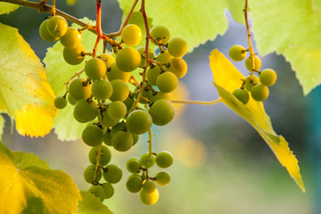 Vine