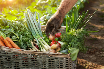 Basket with vegetables and hand of farmer