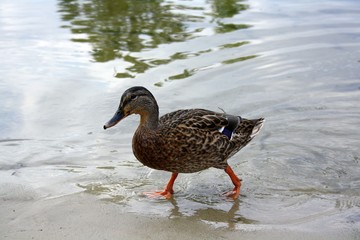 Fototapeta premium Duck (mallard) walks along the shore of the pond