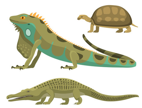 Reptile and amphibian colorful fauna vector illustration reptiloid predator reptiles animals.