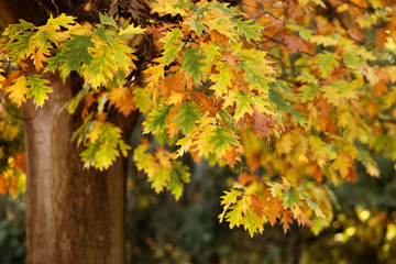 Roteiche im Herbst