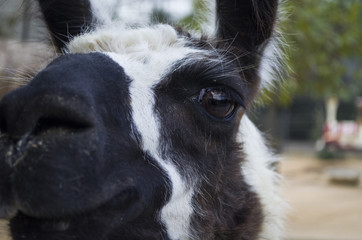 lama animal portrait in the natural park