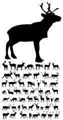 Fototapeta premium vector, isolated silhouette of a deer, collection