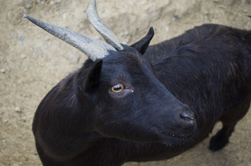 black goat domestic portrait