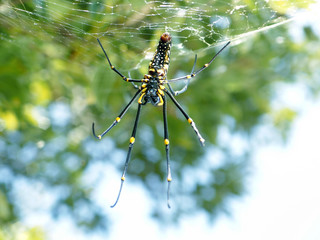 オオジョロウグモ（大女郎蜘蛛）