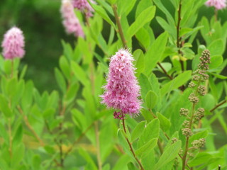 The pink flower. (The Vast Russia! Sergey, Bryansk.)