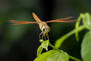 Dragonfly on leaf