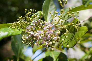 オオムラサキシキブの花