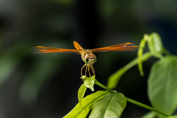 Dragonfly on leaf