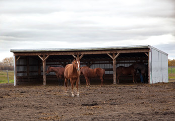 horse and friends on dreary day