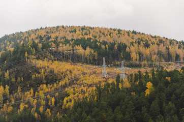Obraz premium Autumn landscape, golden trees