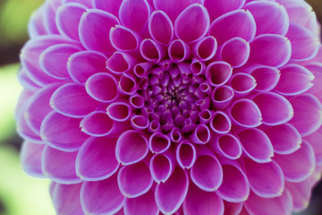 Symmetrical pink flower