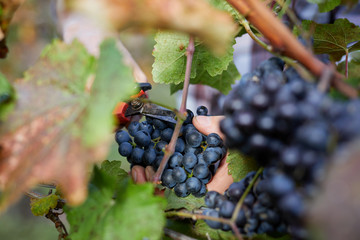 Close-up of male hand with scissors. Man at harvest in vineyard