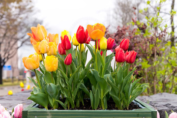 close up beautiful colorful tulips blooming on green wood box in outdoor garden