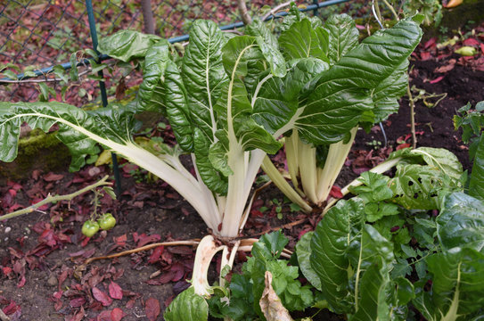 Belle plante de bette, blette ou poir&eacute;e