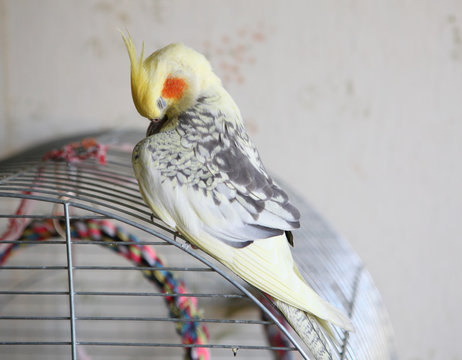 Cockatiel - Nymphicus hollandicus cleans feathers