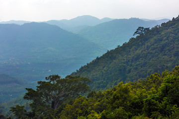 Fototapeta na wymiar Slope of the rainforest. Yanoda Rain Forest. Hainan, China.