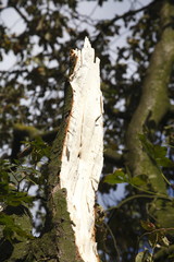 Geknickter Baumstamm, Sturmschaden