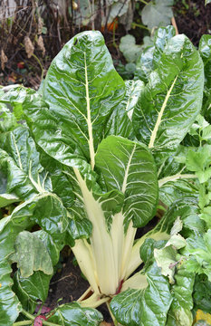 Belle plante de bette, blette ou poir&eacute;e