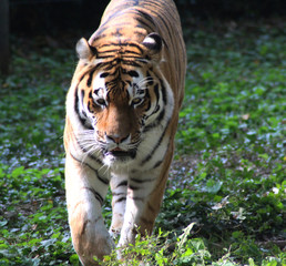 Siberian tiger