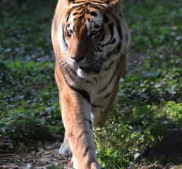 Siberian tiger