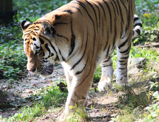 Siberian tiger